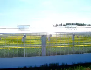 Tomatomasters greenhouse