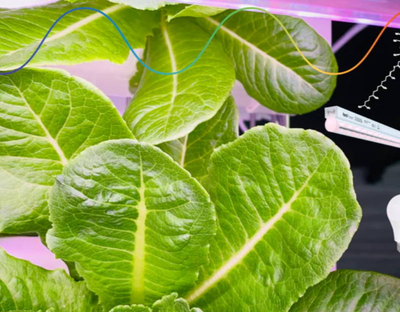 Hortipower